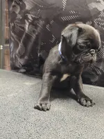 Bluey, a male Pug for sale in Harper, KS – 2 of 3