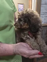 Prince, a male Poodle - Standard  for sale in Harper, KS – 2 of 3