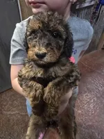 Jaz, a female Poodle - Standard  for sale in Harper, KS – 2 of 3