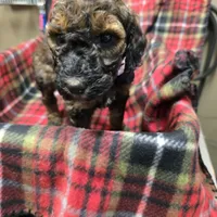 Pinkie, a female Poodle - Standard  for sale in Harper, KS – Photo 1 of 3