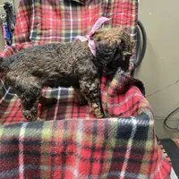 Pinkie, a female Poodle - Standard  for sale in Harper, KS – Photo 3 of 3