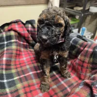 Pinkie, a female Poodle - Standard  for sale in Harper, KS – Photo 2 of 3