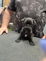 Bluey, a male Pug for sale in Harper, KS – 3 of 3