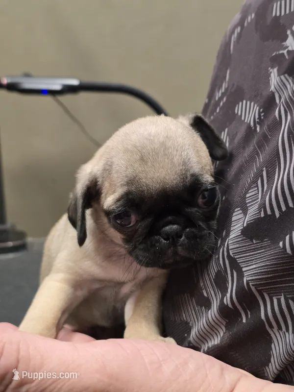 Blondie – Pug puppy for sale in Harper, KS
