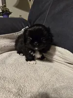 Midnight, a male Pekingese for sale in Harper, KS – 3 of 3