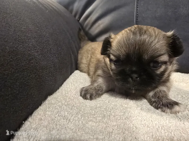 Izzy – Pekingese puppy for sale in Harper, KS