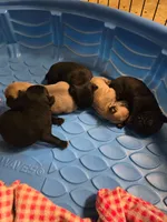 Puggies, a female Pug for sale in Harper, KS – Photo 1 of 2