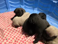 Puggies, a female Pug for sale in Harper, KS – Photo 2 of 2