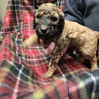 Royal, a male Poodle - Standard  for sale in Harper, KS – Photo 3 of 4