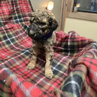 Royal, a male Poodle - Standard  for sale in Harper, KS – Photo 1 of 4