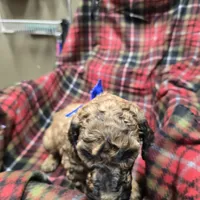 Royal, a male Poodle - Standard  for sale in Harper, KS – Photo 4 of 4