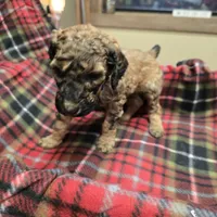 Royal, a male Poodle - Standard  for sale in Harper, KS – Photo 2 of 4