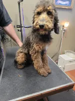 Girlie, a female Poodle - Standard  for sale in Harper, KS – 4 of 5