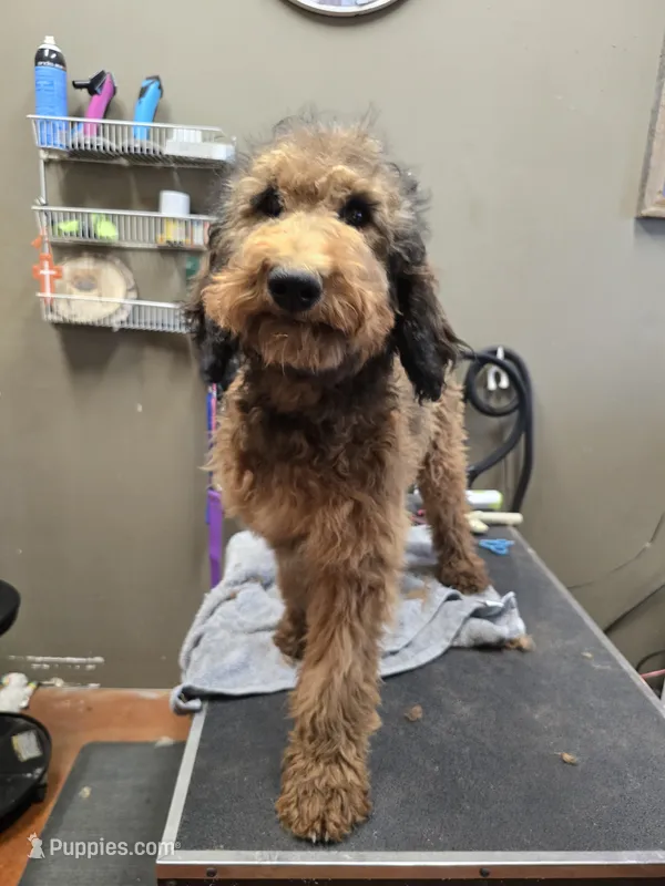 Dolly, a female Poodle - Standard  for sale in Harper, KS – 1 of 2