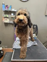Dolly, a female Poodle - Standard  for sale in Harper, KS – 1 of 2