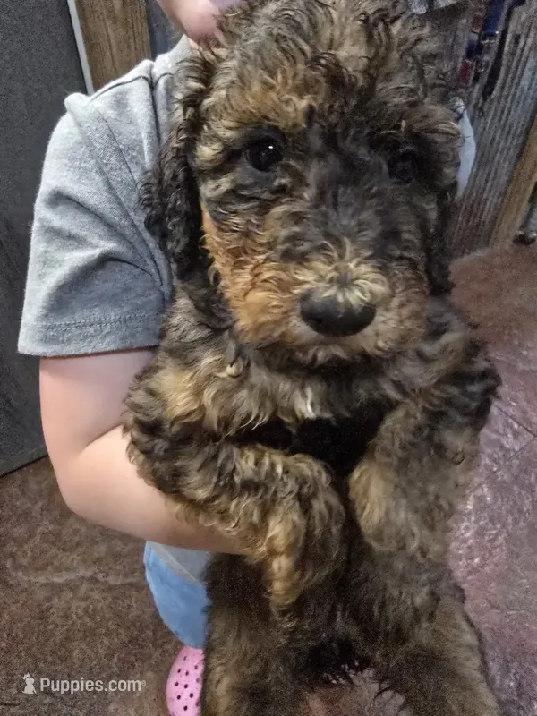 Jaz – Poodle - Standard  puppy for sale in Harper, KS