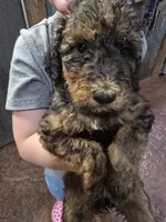 Jaz, a female Poodle - Standard  for sale in Harper, KS – 1 of 3