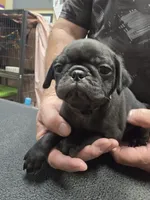 Blackie, a male Pug for sale in Harper, KS – 1 of 3
