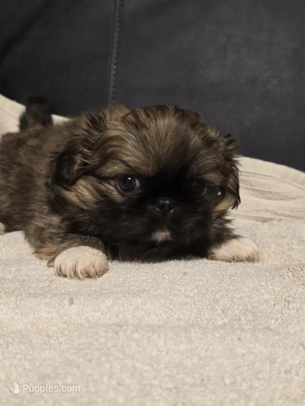 Snazzy – Pekingese puppy for sale in Harper, KS