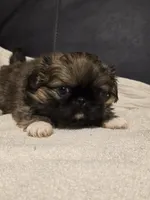 Snazzy, a male Pekingese for sale in Harper, KS – 1 of 4