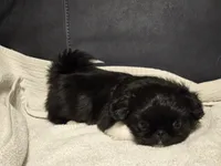 Tip, a male Pekingese for sale in Harper, KS – 2 of 4