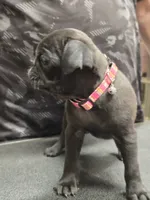 Pink, a female Pug for sale in Harper, KS – 2 of 3