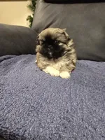 Sybil, a female Pekingese for sale in Harper, KS – 4 of 4