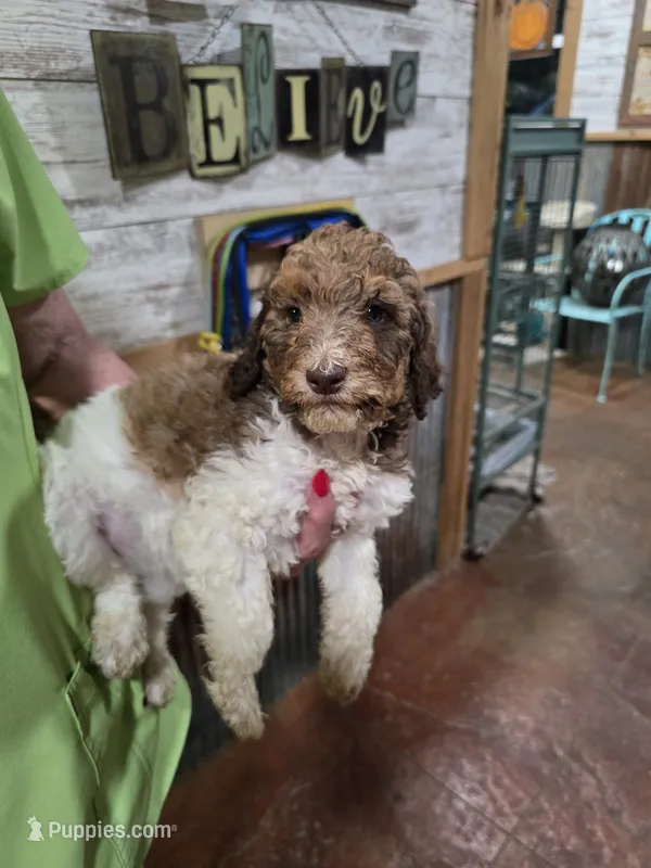 Spot – Poodle - Standard  puppy for sale in Harper, KS