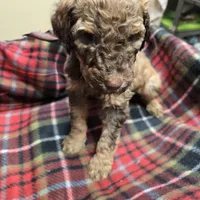 Bright P, a female Poodle - Standard  for sale in Harper, KS – Photo 2 of 4