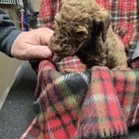 Bright P, a female Poodle - Standard  for sale in Harper, KS – Photo 4 of 4