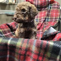 Bright P, a female Poodle - Standard  for sale in Harper, KS – Photo 1 of 4