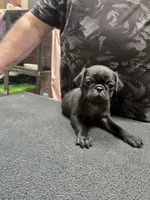 Blackie, a male Pug for sale in Harper, KS – 3 of 3