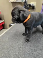 Sissy, a female Pug for sale in Harper, KS – 2 of 3