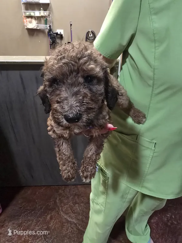 Jig – Poodle - Standard  puppy for sale in Harper, KS