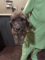 Jig, a male Poodle - Standard  for sale in Harper, KS – 1 of 1
