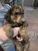 Zig, a male Poodle - Standard  for sale in Harper, KS – 2 of 3