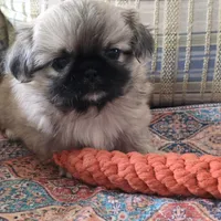 Sarge, a male Pekingese for sale in Harper, KS – 4 of 4