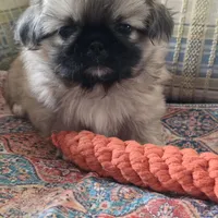 Sarge, a male Pekingese for sale in Harper, KS – 2 of 4