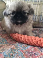 Sarge, a male Pekingese for sale in Harper, KS – Photo 2 of 4