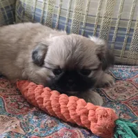 Sarge, a male Pekingese for sale in Harper, KS – 3 of 4