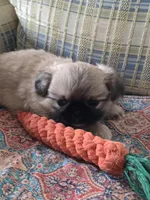 Sarge, a male Pekingese for sale in Harper, KS – Photo 3 of 4