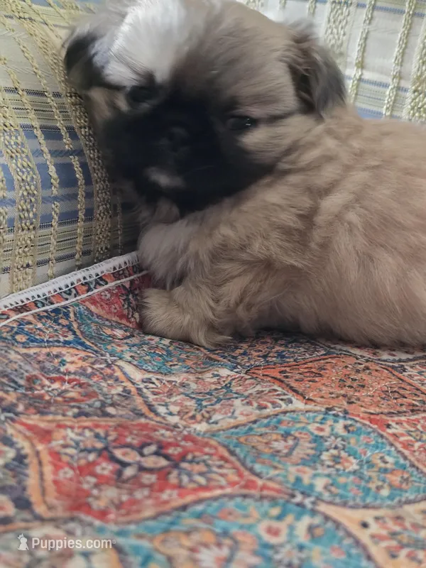 Sarge, a male Pekingese for sale in Harper, KS – Photo 1 of 4