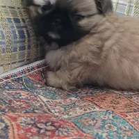 Sarge, a male Pekingese for sale in Harper, KS – 1 of 4