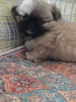 Sarge, a male Pekingese for sale in Harper, KS – Photo 1 of 4