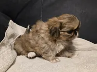 Lovely, a female Pekingese for sale in Harper, KS – 4 of 4