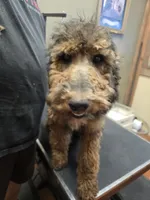 Girlie, a female Poodle - Standard  for sale in Harper, KS – 2 of 2