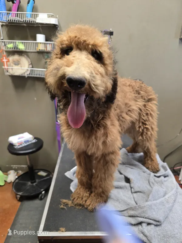 Sarge – Poodle - Standard  puppy for sale in Harper, KS