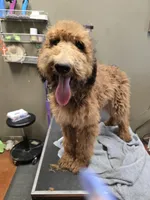 Sarge, a male Poodle - Standard  for sale in Harper, KS – 1 of 2