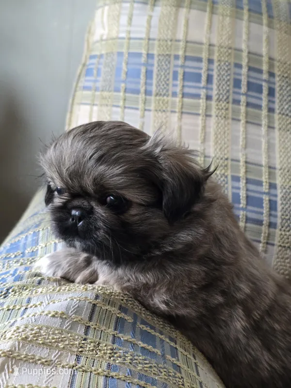 Hugo, a male Pekingese for sale in Harper, KS – Photo 1 of 3