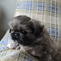 Hugo, a male Pekingese for sale in Harper, KS – 1 of 3